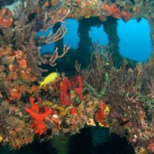 artificial-coral-reef-florida-keys-diving.jpg